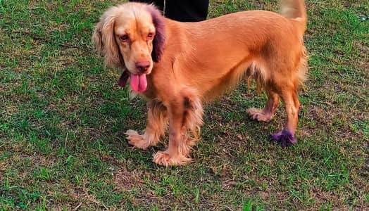 Cocker spaniel female