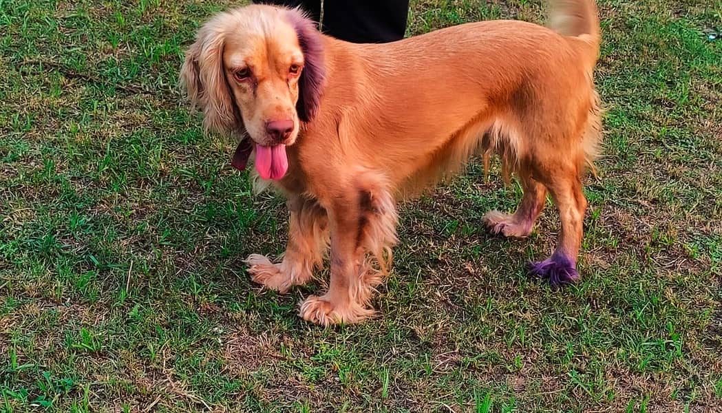 Cocker spaniel female 0