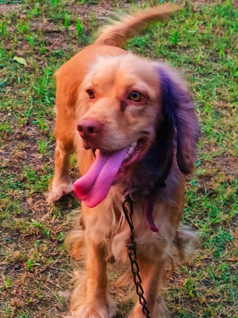 Cocker spaniel female 1