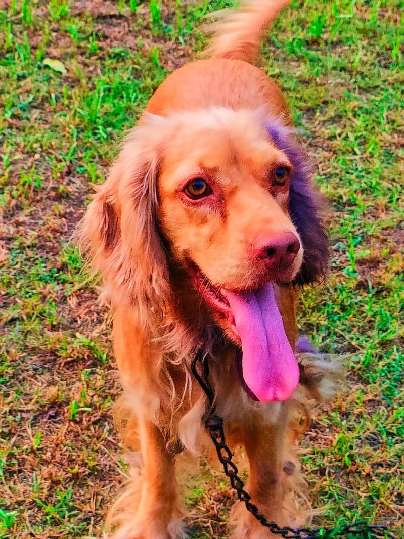 Cocker spaniel female 2