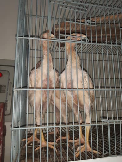 Original Japanese white shamoo | High quality Breeder | urgent sale