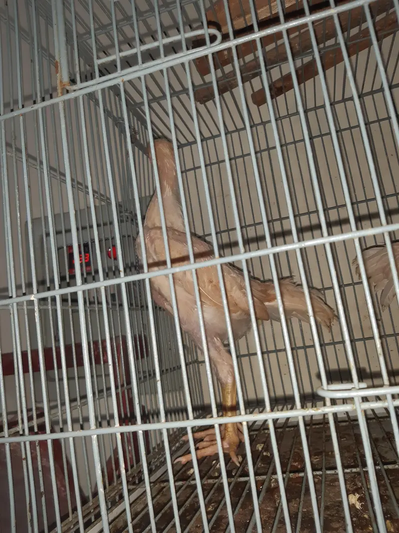 Original Japanese white shamoo | High quality Breeder | urgent sale — photo 2