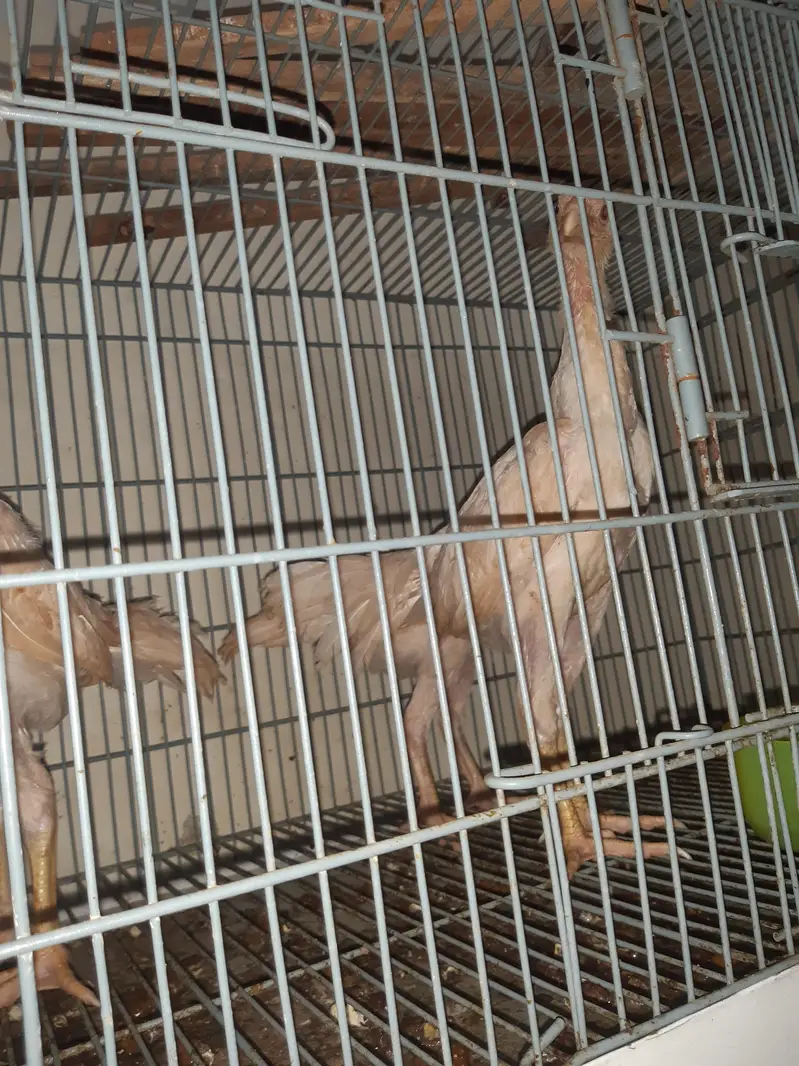 Original Japanese white shamoo | High quality Breeder | urgent sale — photo 3