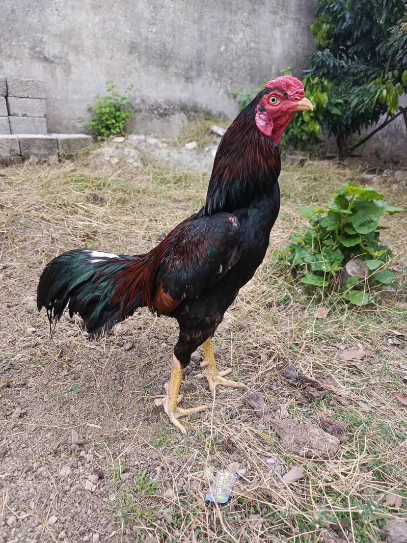 aseel chicks 8