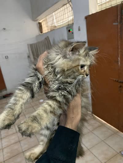 Cat persian  high quality cat available