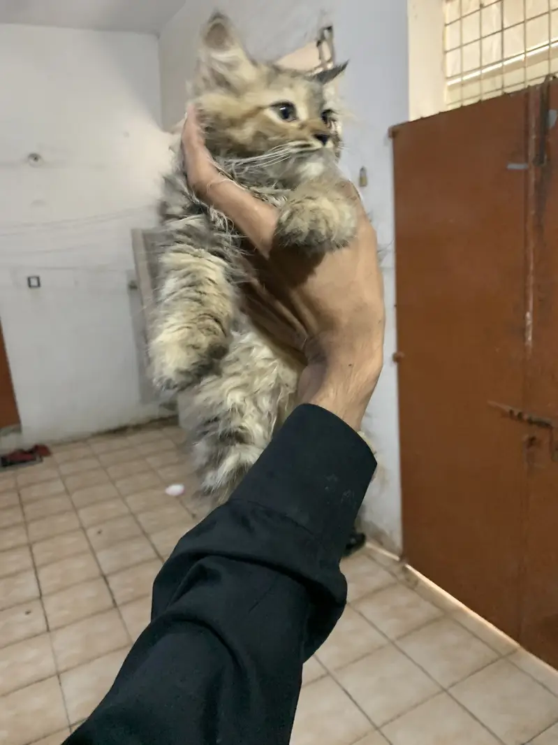 Cat persian  high quality cat available — photo 2