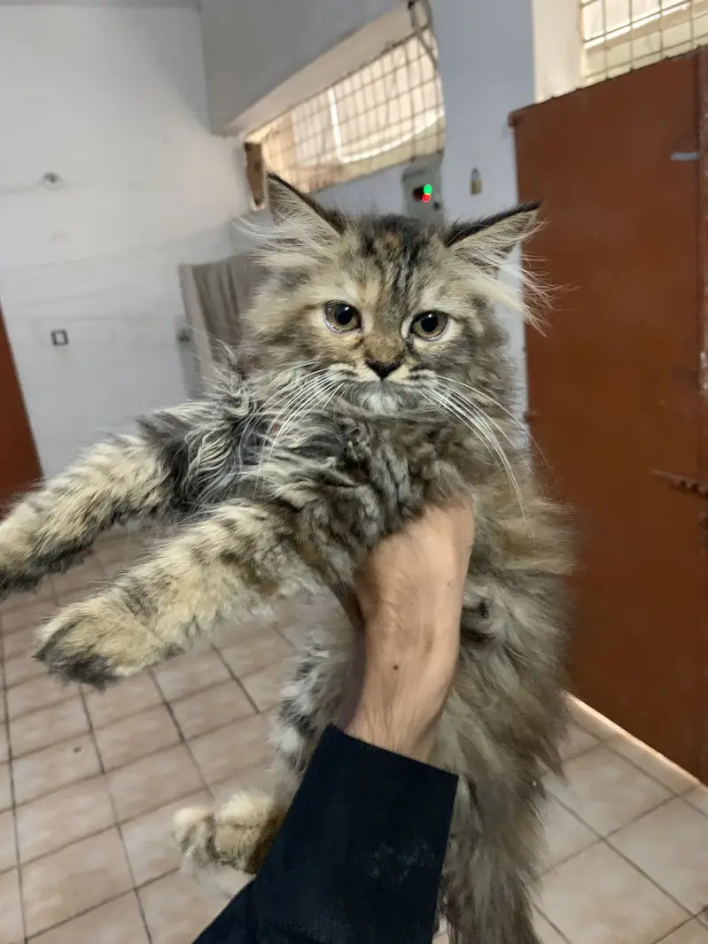 Cat persian  high quality cat available — photo 3