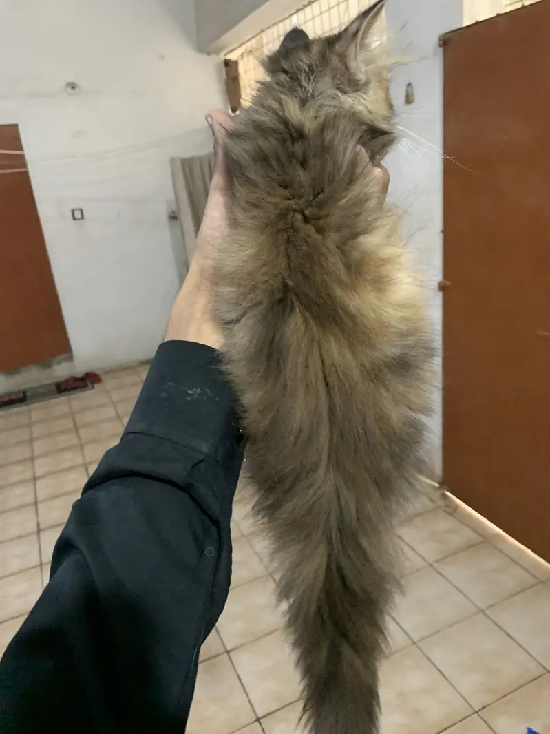 Cat persian  high quality cat available — photo 4