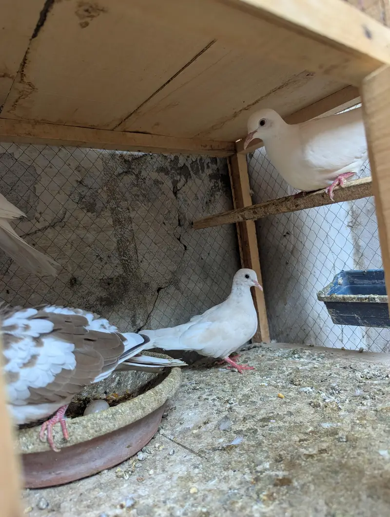 5 White colour Red Eyes Dove BIRDS antique peace — photo 3