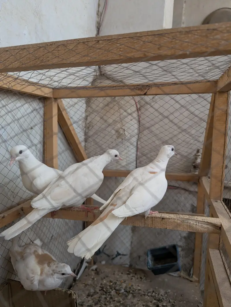 5 White colour Red Eyes Dove BIRDS antique peace — photo 4