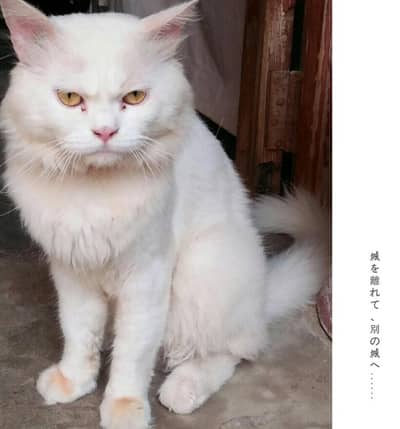 male only stud not for sale cat sale k liye available ha