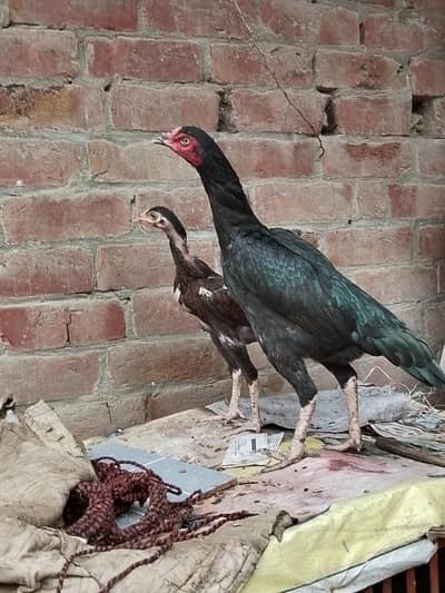 healthy aseel pure hen