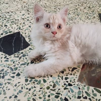 Persian cat fully trained