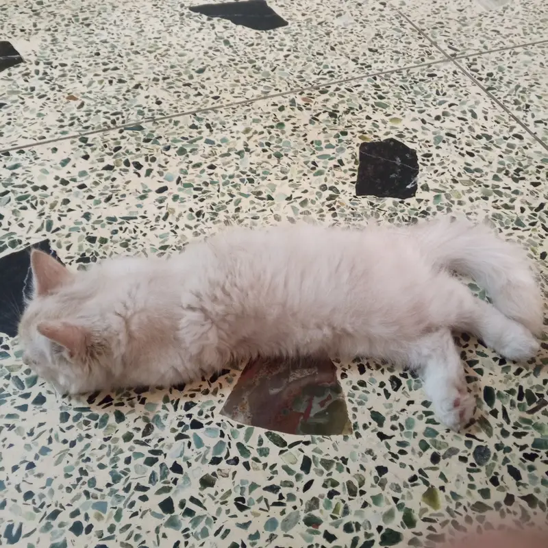 Persian cat fully trained — photo 2