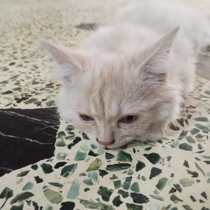 Persian cat fully trained — photo 3