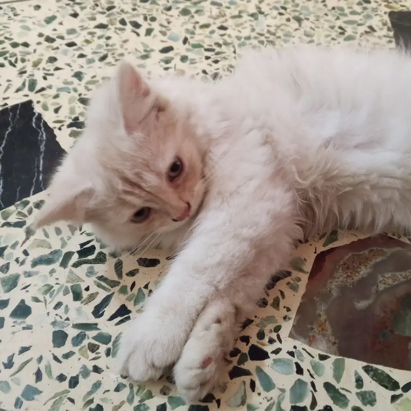Persian cat fully trained — photo 4