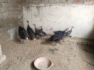 blue slate turkey chick