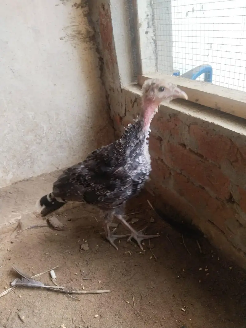 blue slate turkey chick — photo 2