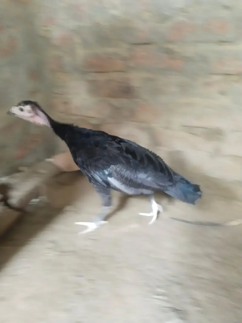 blue slate turkey chick — photo 3
