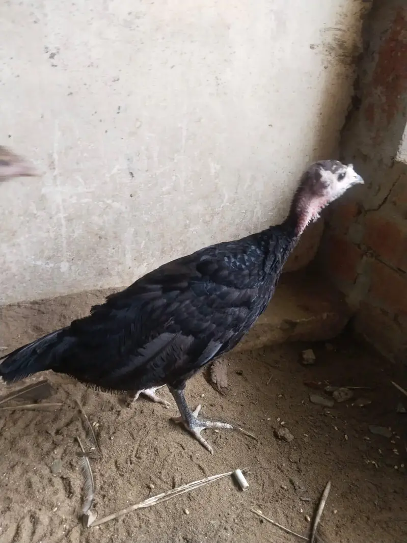 blue slate turkey chick — photo 4