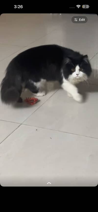 male cat