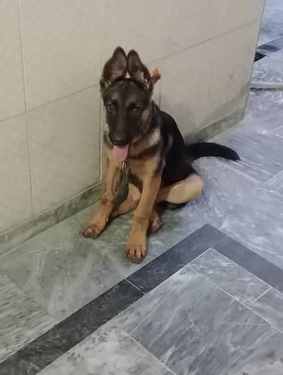 German shepherd work line