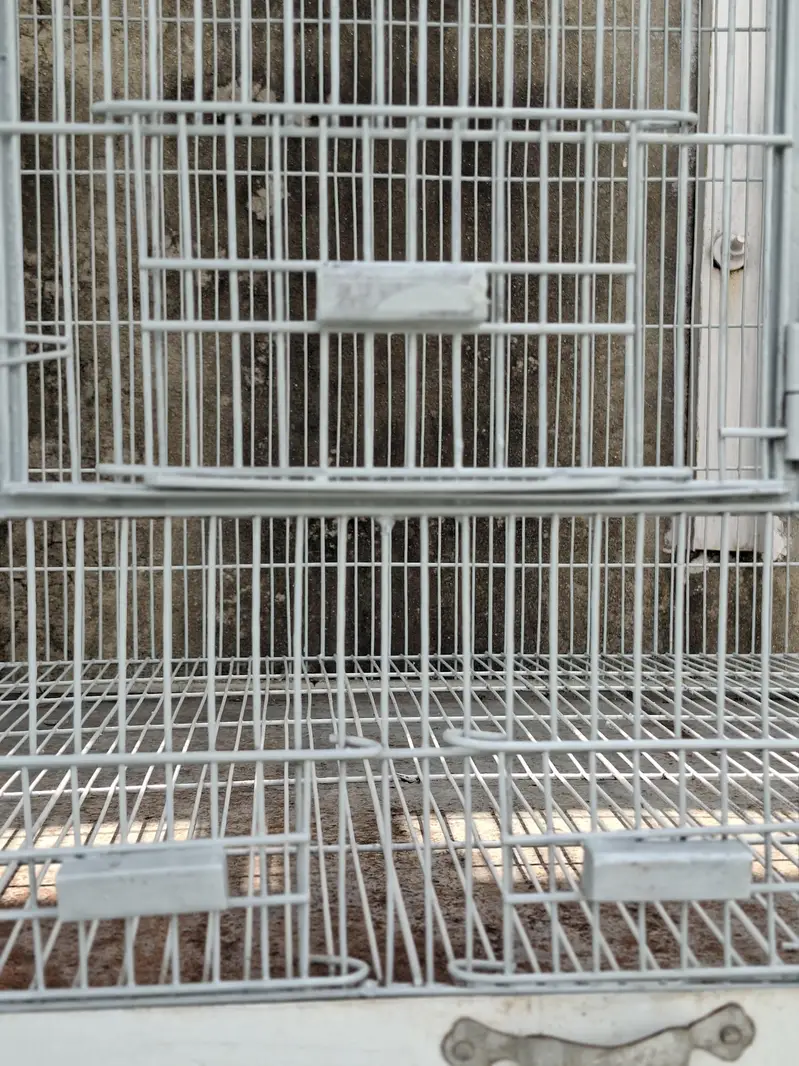 6 portion ALI Birds Cage for sale — photo 5