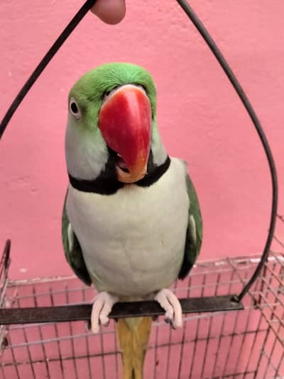 Kashmiri Green Parrot  | 3 Years | Male | Hand Tame & Talking