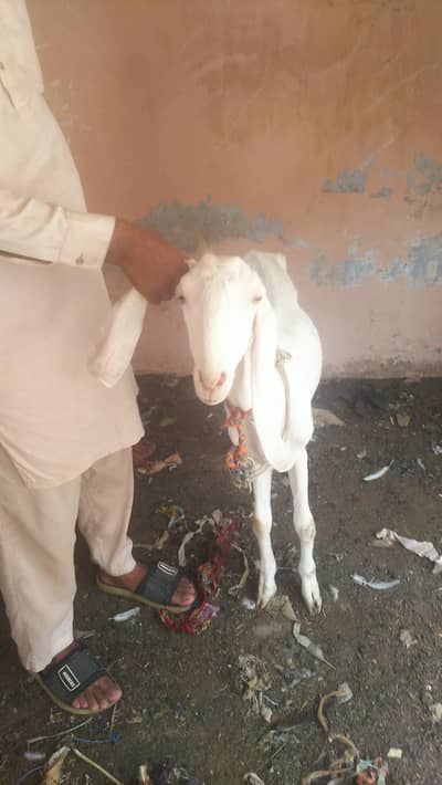 White Betal Bakri
