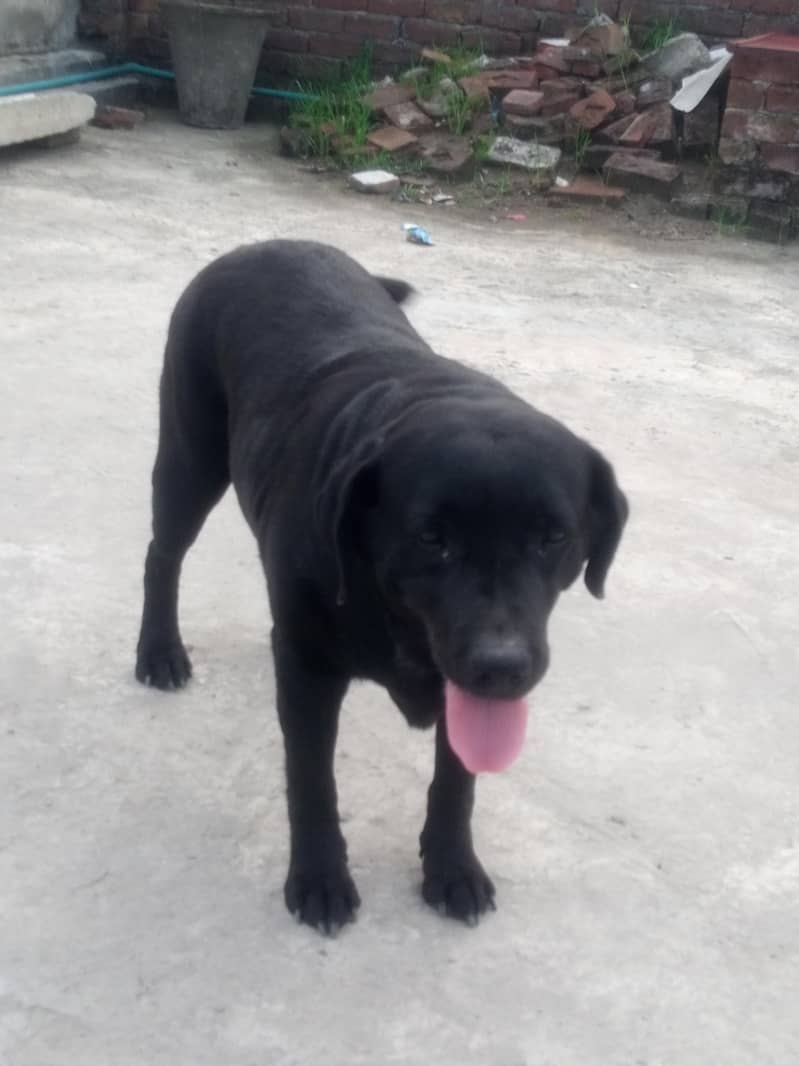 animal 1