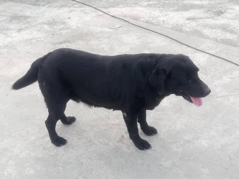 animal 2