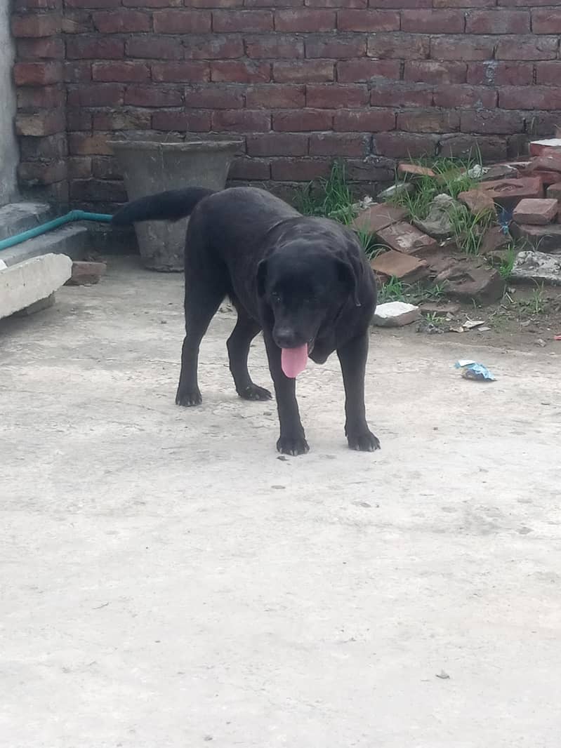 animal 3