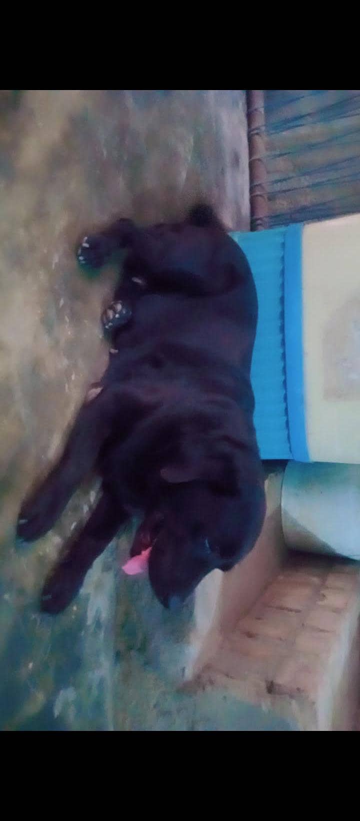animal 5