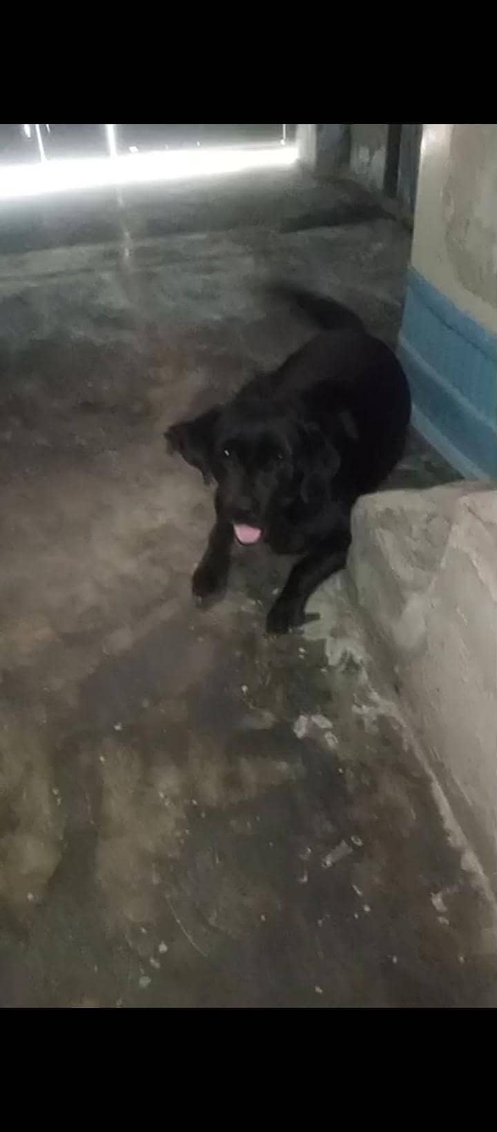 animal 7