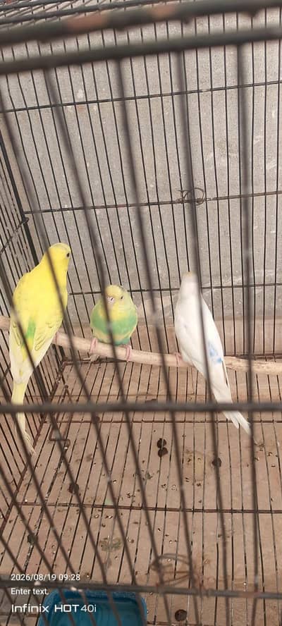 3 Australian Budgies for