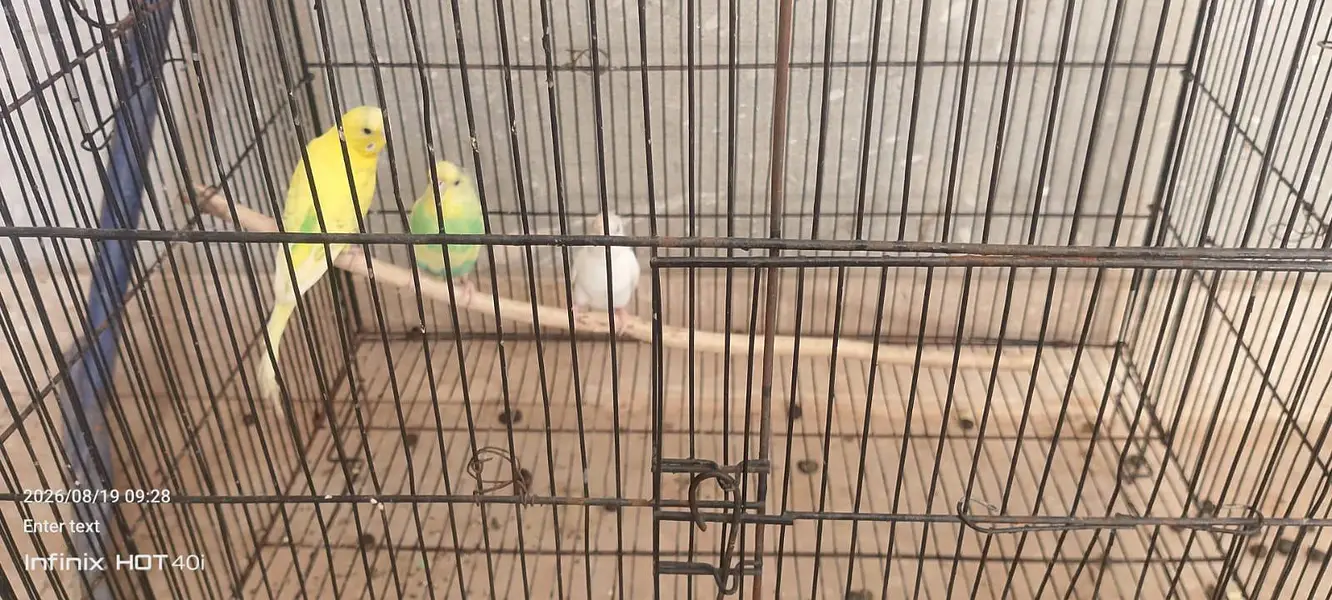 3 Australian Budgies for — photo 2