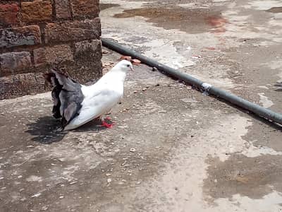pigeon
