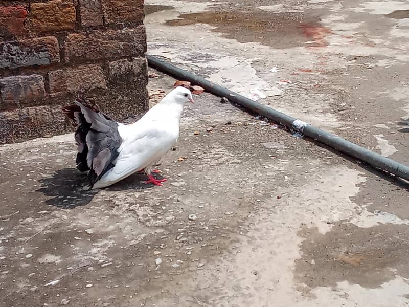 pigeon 0