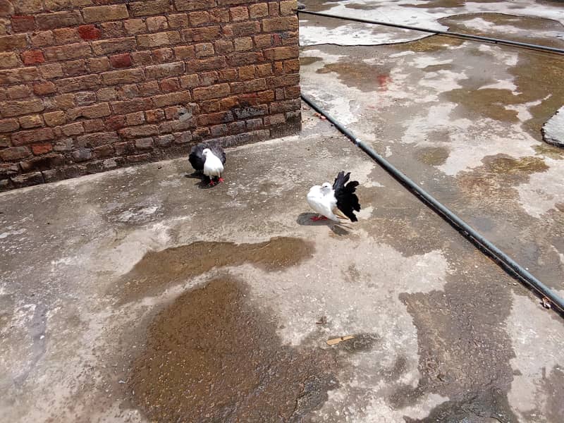 pigeon 1