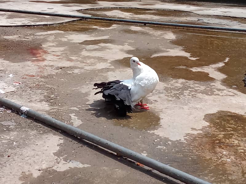 pigeon 2