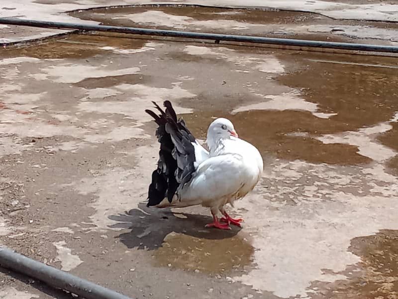 pigeon 3