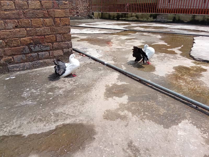pigeon 4