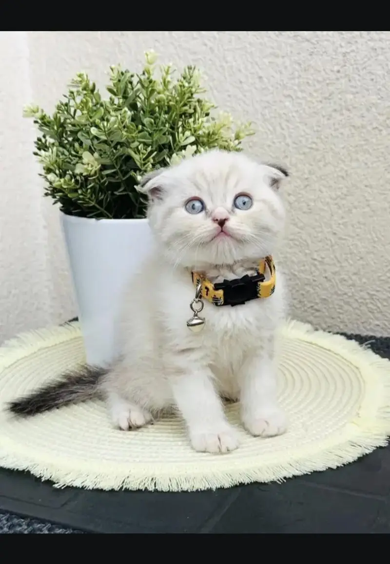 Scottish fold kittin for sell. 0313 4935014 — photo 2
