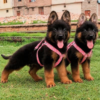 German Shepherd / Turkish kangal / king alabai / pure alabai / dog