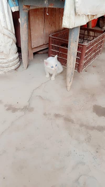 Persian cat blue eyes