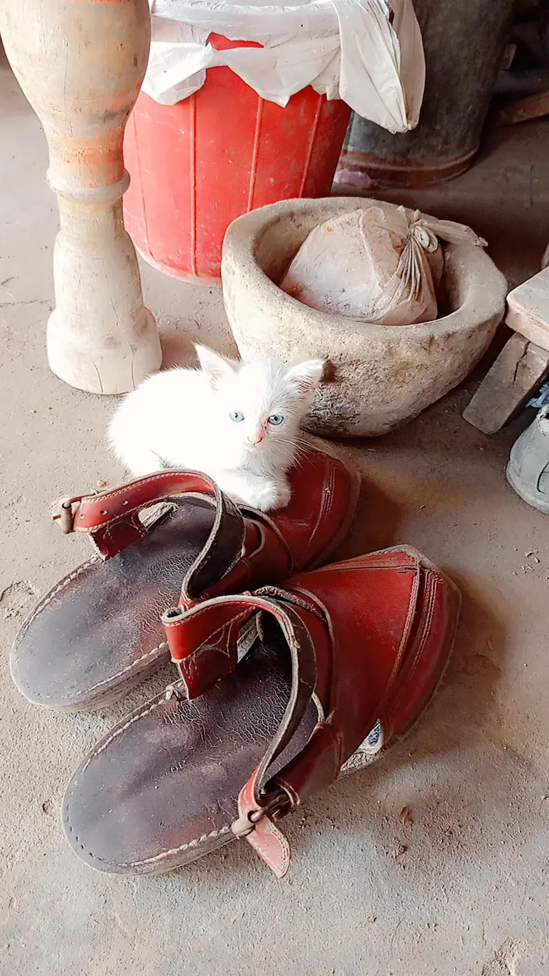 Persian cat blue eyes — photo 2