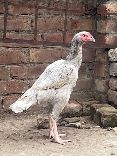 Aseel Thai murgi for sale.