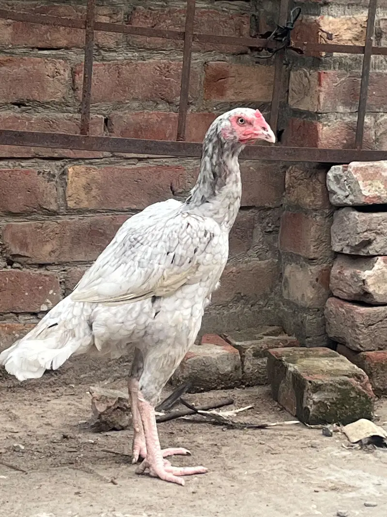 Aseel Thai murgi for sale. — photo 3