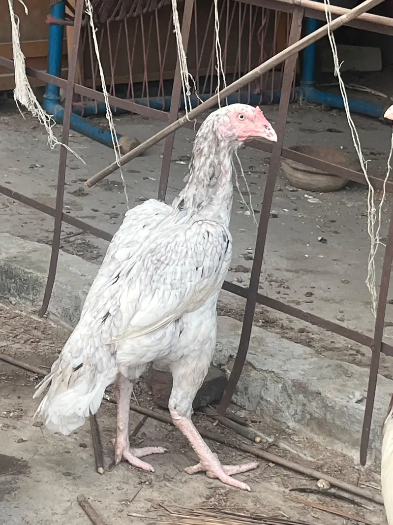 Aseel Thai murgi for sale. — photo 4