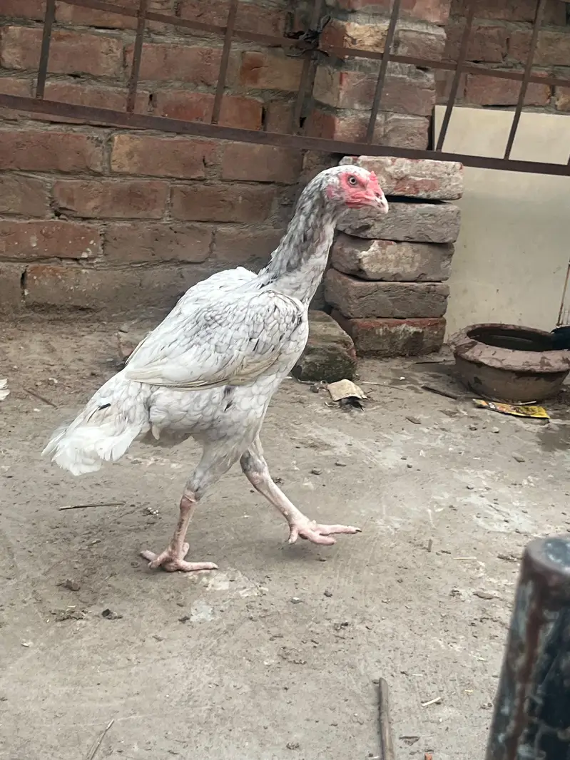 Aseel Thai murgi for sale. — photo 7